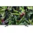 Sony KD-65XG7096 BRAVIA